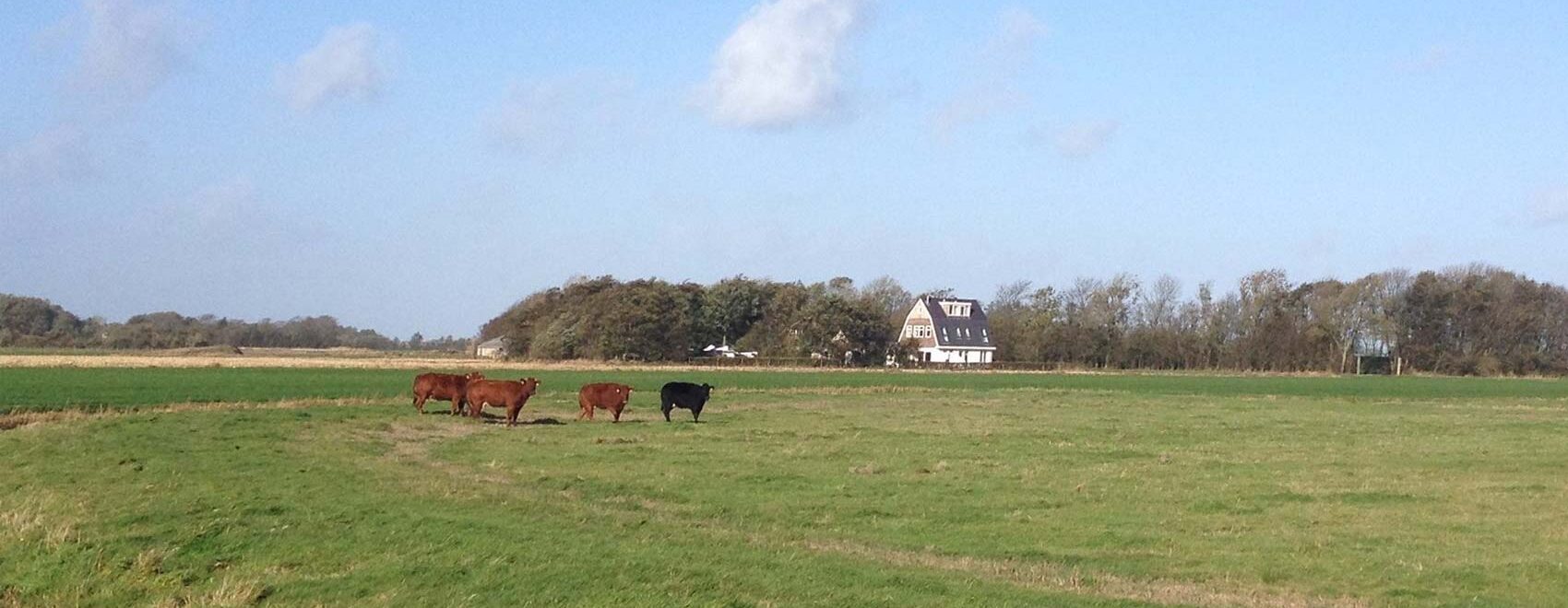Omgeving Wad Uniek